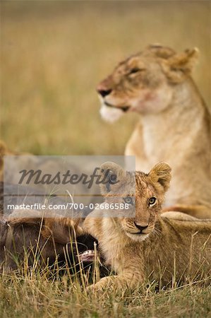 Lion Cub with Prey