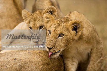 Lion Cubs Licking Rain off Mother's Back