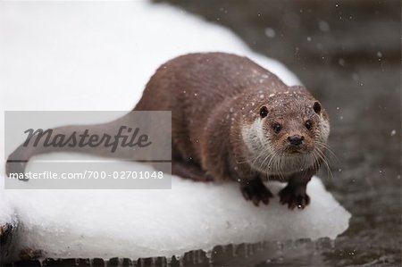 Eurasian River Otter in Winter