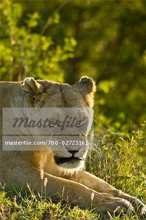 Lioness, Masai Mara, Kenya