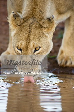 Lioness, Masai Mara, Kenya