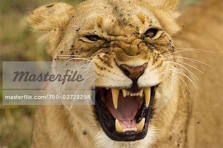 Lioness, Masai Mara, Kenya