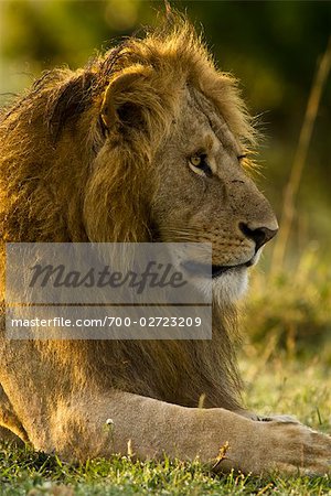 Lion, Masai Mara, Kenya