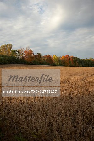 Grain Field in Autumn, Ontario, Canada