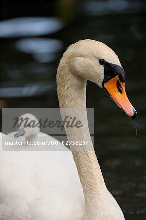 Cygnet on Mute Swan's Back