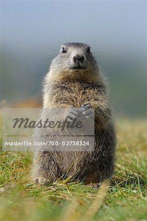 Alpine Marmot