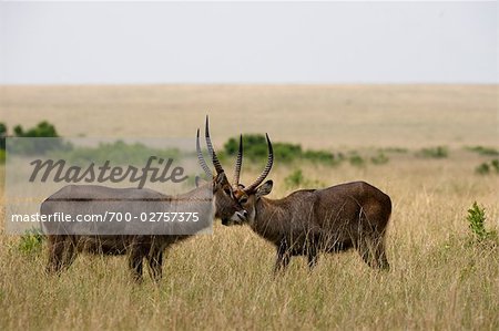 Male Waterbucks Play Fighting, Masai Mara, Kenya