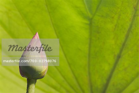 Lotus Bud, Ubon Ratchathani, Thailand