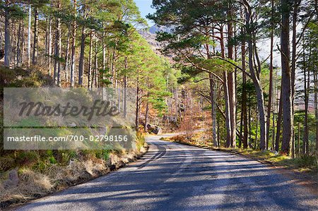Country Road through Scots Pine Forest, Torridon, Scotland