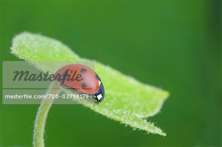 Seven-spotted Ladybug on an Ivy Leaf