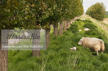 Sheep and Lamb, Wolphaartsdijk, Zeeland, Netherlands