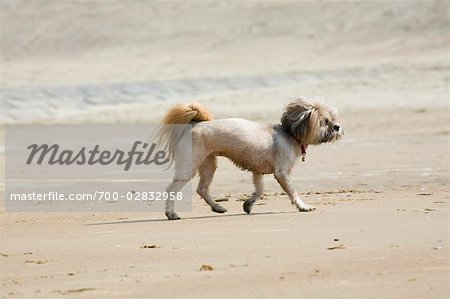 Dog Walking on the Beach, Blankenberge, Flanders, Belgium
