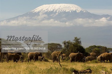 African Elephants and Mount Kilimanjaro, Amboseli National Park, Kenya, Africa