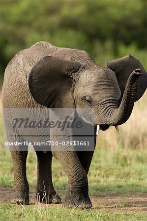 African Elephant, Masai Mara, Kenya, Africa