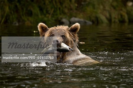 Young Female Grizzly Bear With a Pacific Pink Salmon in Her Mouth, Glendale River, Knight Inlet, British Columbia, Canada
