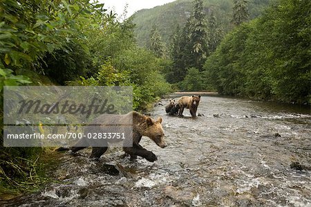 Young Male Grizzly Bear Lunging After Salmon in the Glendale River, Knight Inlet, British Columbia, Canada