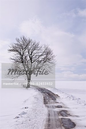 Lone Tree and Road in Tiner, Near Villingen, Baden-Wuerttemberg, Germany