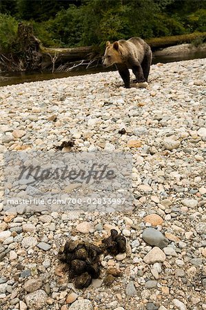 Grizzly Bear and Excrement, British Columbia, Canada