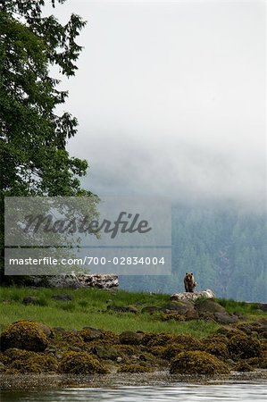 Mother Grizzly and Cub, Glendale Estuary, Knight Inlet, British Columbia, Canada