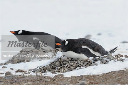 Gentoo Penguins Sitting on Nests, Brown Bluff, Antarctic Peninsula, Antarctica