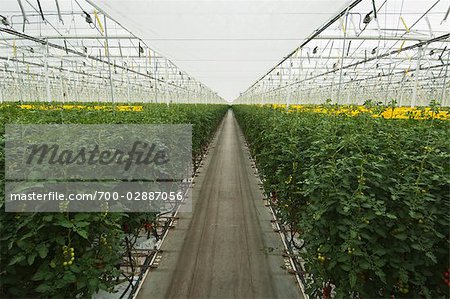 Hothouse Tomato Plants, Rilland, Zeeland, Netherlands