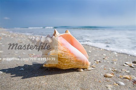 Florida seashells Stock Photos, Royalty Free Florida seashells