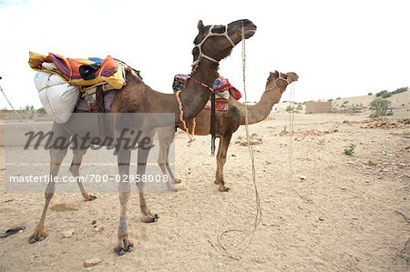 Camels, Thar Desert, Rajasthan, India