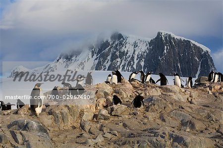 Emperor Penguin in Colony of Gentoo Penguins, Antarctic Peninsula, Antarctica
