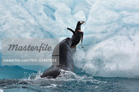 leopard seals eating emperor penguins