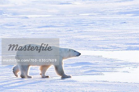 Polar Bear, Churchill, Manitoba, Canada