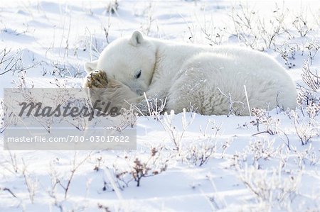 Polar Bear Cub asleep in Snow, Churchill, Manitoba, Canada