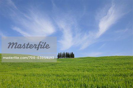 Cypress Trees in Green and Hilly Grassland, Val d'Orcia, San Quirico d'Orcia, Tuscany, Italy