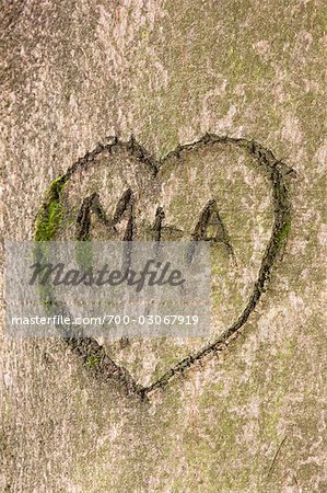 Initials and Heart in Tree Trunk