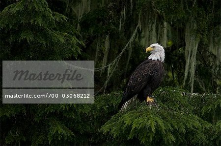Bald Eagle, British Columbia, Canada