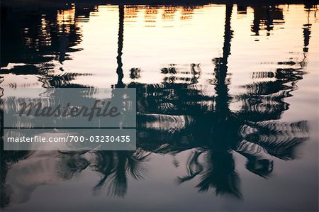 Reflection of Palm Trees in Pool, South Beach, Miami, Florida, USA