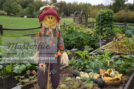 Scarecrow in Organic Garden