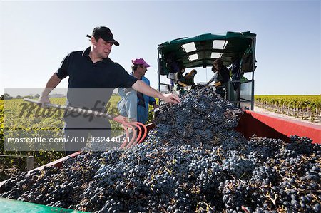 Grape Harvest at Chateau Lynch-Bages, Pauillac, Gironde, Aquitaine, France Grape Harvest at Chateau Lynch-Bages, Pauillac, Gironde, Aquitaine, France