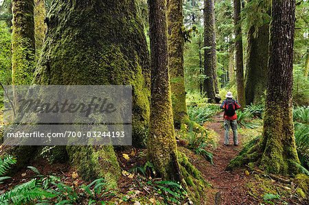 Hiker in Old Growth Rainforest, Carmanah Walbran Provincial Park, Vancouver Island, British Columbia, Canada