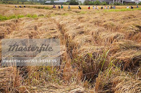 Rice Harvest, Chiang Rai Province, Thailand