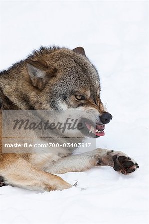Portrait of Wolf, Bavarian Forest National Park, Bavaria, Germany