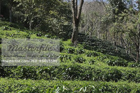 Arabica Coffee Plantation, Doi Tung Mountain, Chiang Rai Province, Northern Thailand, Thailand