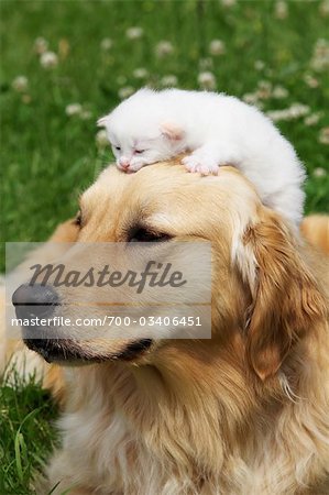 Kitten on Golden Retriever's Head