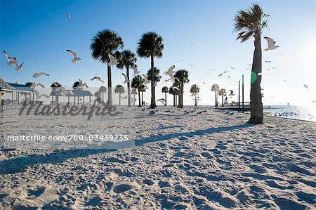 Seagulls at Beach, Hudson Beach, Florida, USA