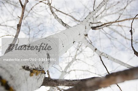 Aspen Trees in Winter, Steamboat Springs, Colorado, USA