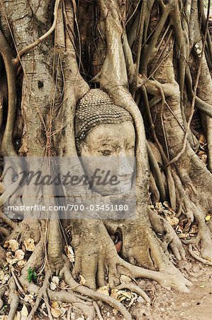 Buddha's Head in Tree Roots, Wat Maha That, Ayutthaya, Thailand