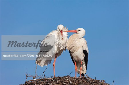 White Storks in Nest