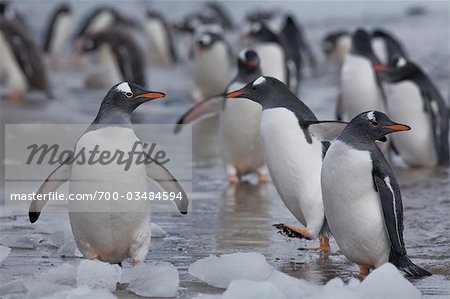 Gentoo Penguins on Beach, Antarctica