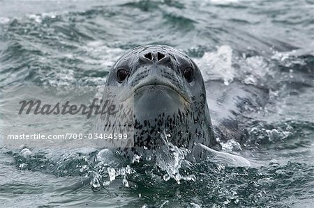 Close-up of Leopard Seal, Antarctica