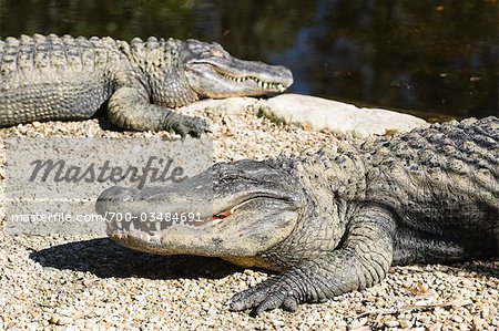 Crocodiles, Florida, USA