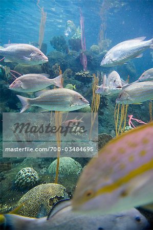 Fish in Aquarium, Tampa Aquarium, Tampa, Florida, USA